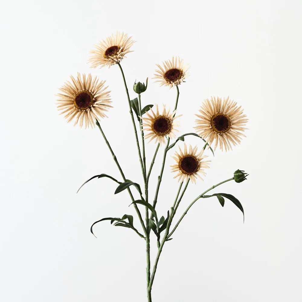 Daisy Spray