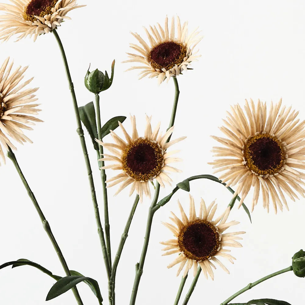 Daisy Spray