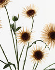 Daisy Spray