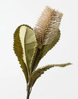 Banksia Robur Spray - Ivory