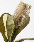 Banksia Robur Spray - Ivory