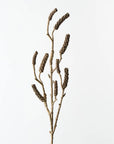 Bottlebrush Pod Spray - Brown