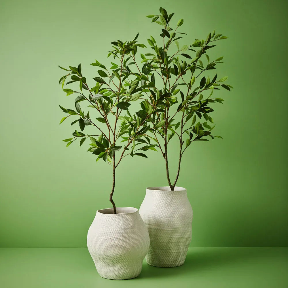 Ficus Tree - Clearance Floor Stock
